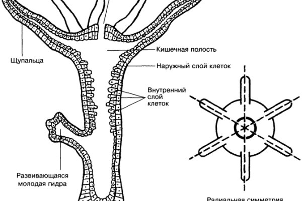 Кракен ссылка onion