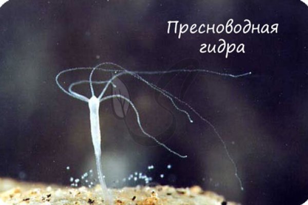 Кракен ссылка на сайт тор