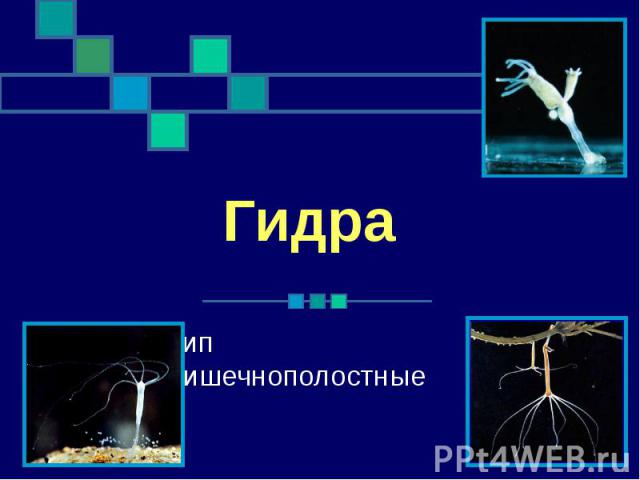 Что такое кракен шоп
